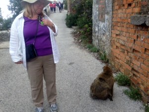 A Barbary macaque in Gibraltar