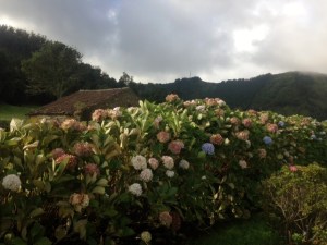Hydrangea fence hedge in Ponta Delgado, Azores, Portugal