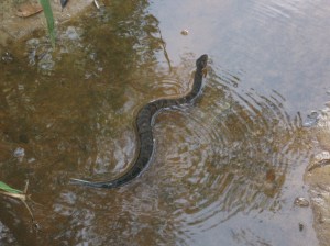 snake in water