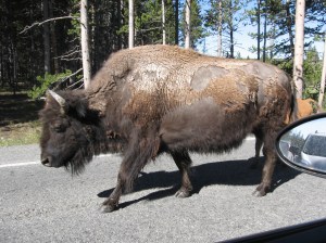 bison on road