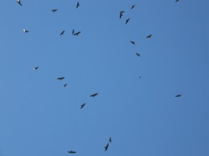 Circling buzzards
