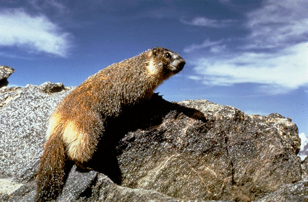 Marmot photo credit NPS
