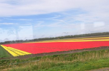 Tulips in Holland