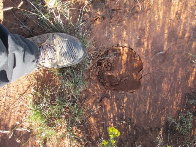 bison hoof print