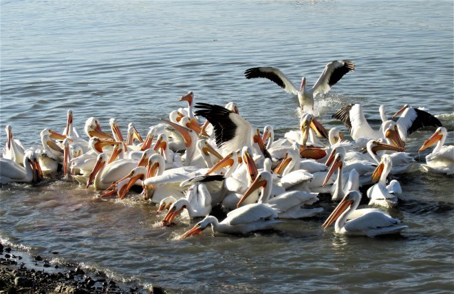 Pelicans fighting for scraps